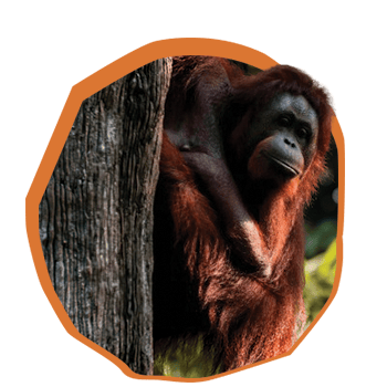 Orangutan Exhibit
