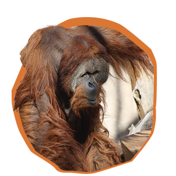 Orangutan climbing tree