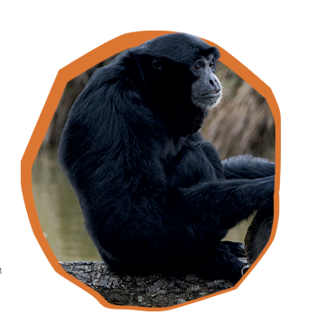 Siamang