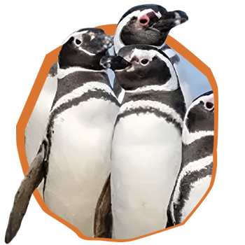 Penguins