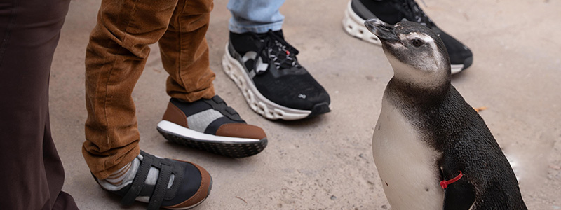 Personal Penguin Encounter