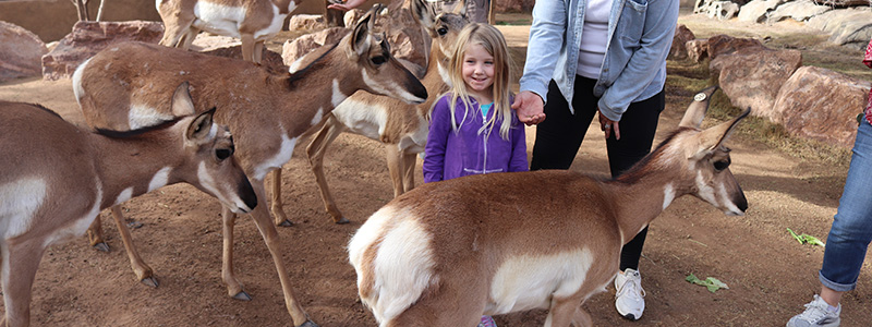 Good Morning - Peninsular Pronghorn Experience