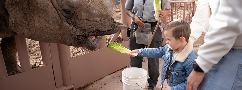 Greater One-Horned Rhinoceros