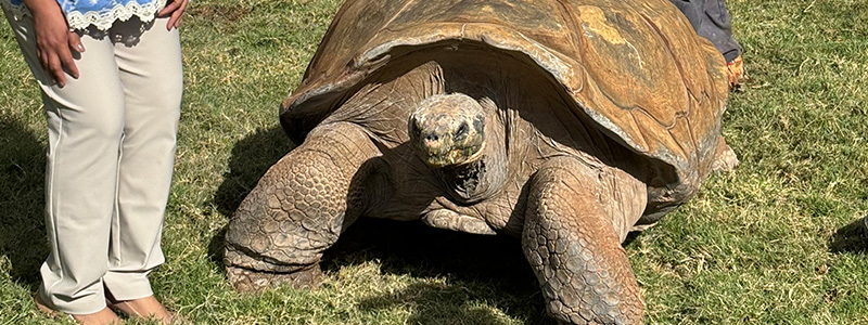 Galapagos Tortoise Encounter