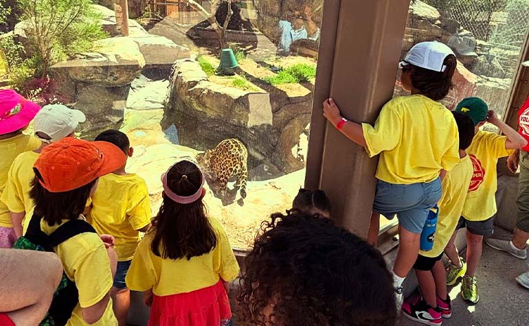 Kids in yellow shirts looking at animal
