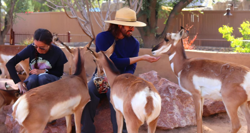 Man and woman feeding Pronghorn