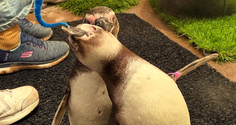 Penguin arching backwards