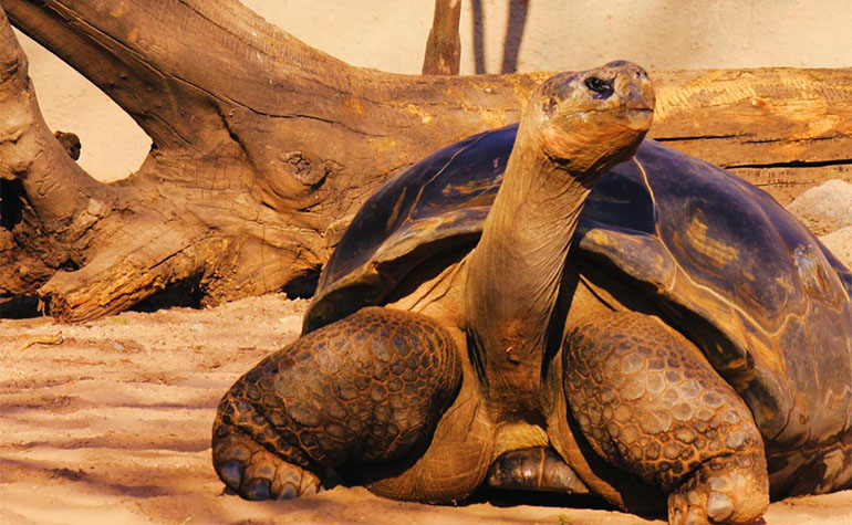 Tortoise looking to the right