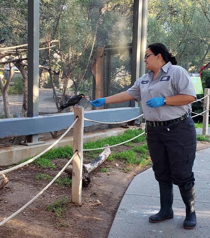 A zoo staff feeding a bird