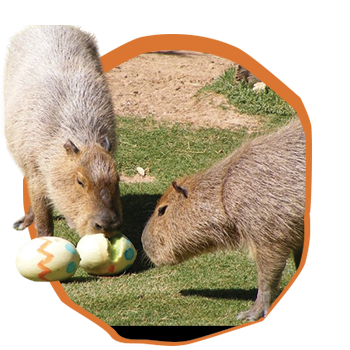 Animals eating melon easter egg