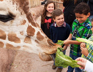 Kids feeding a giraffe